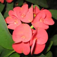 Flowering Plants Manufacturer Supplier Wholesale Exporter Importer Buyer Trader Retailer in Kolkata West Bengal India